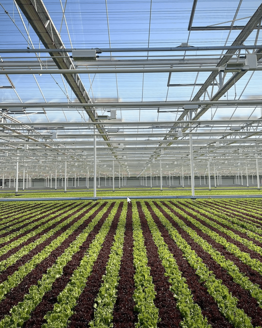 Solar-Powered Compressors Empower Automated Lettuce Production